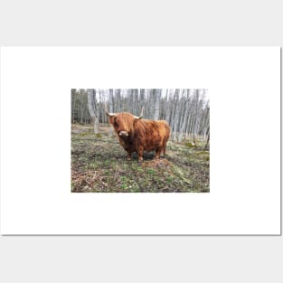 Scottish Highland Cattle Cow 2373 Posters and Art